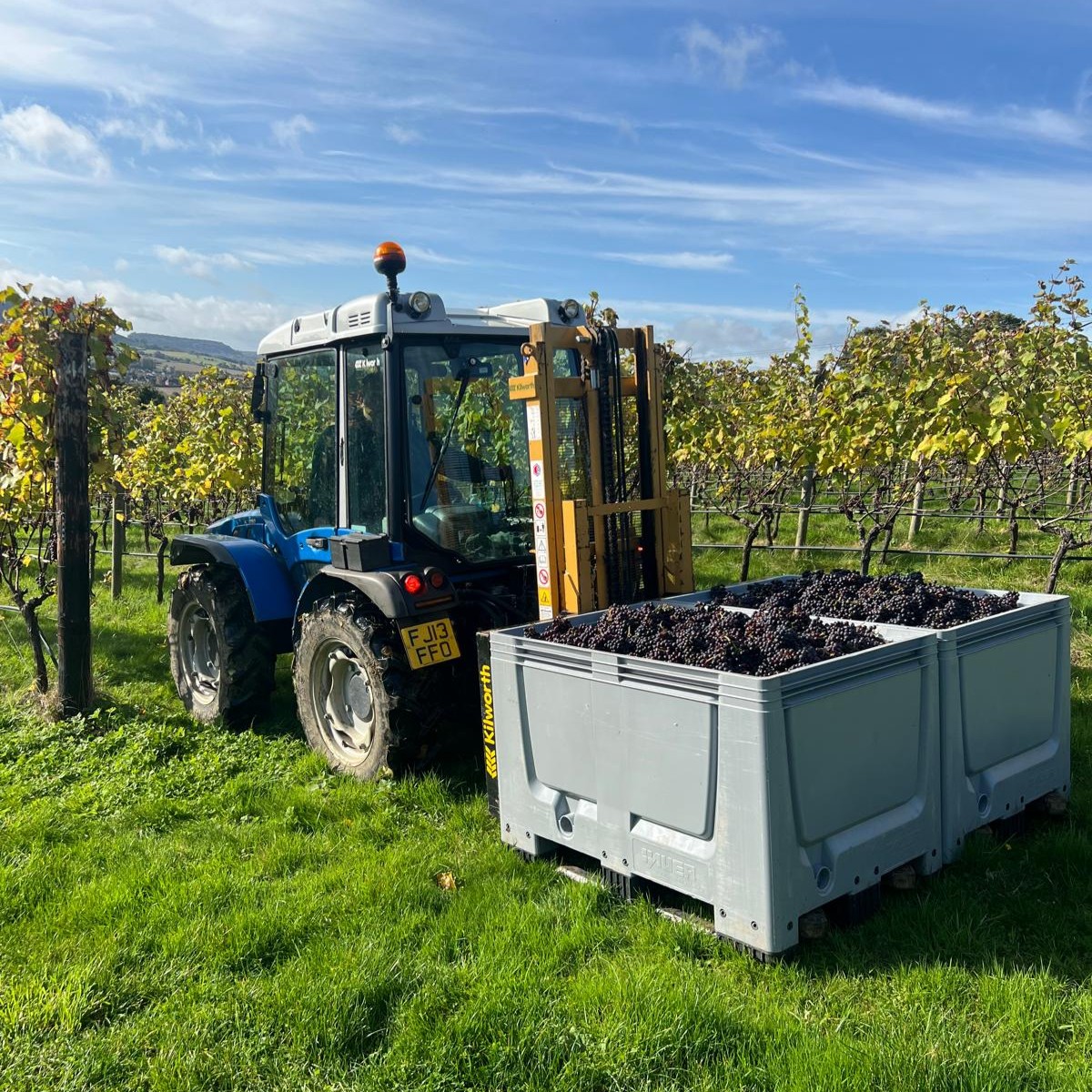 Harvest 2024: From the Vineyard